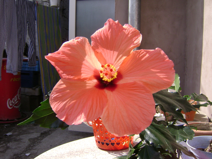 DSC05788 - hibiscus 2011