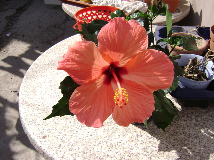 DSC05789 - hibiscus 2011
