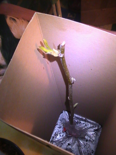 magnolia soulangeana - Achizitii de primavara