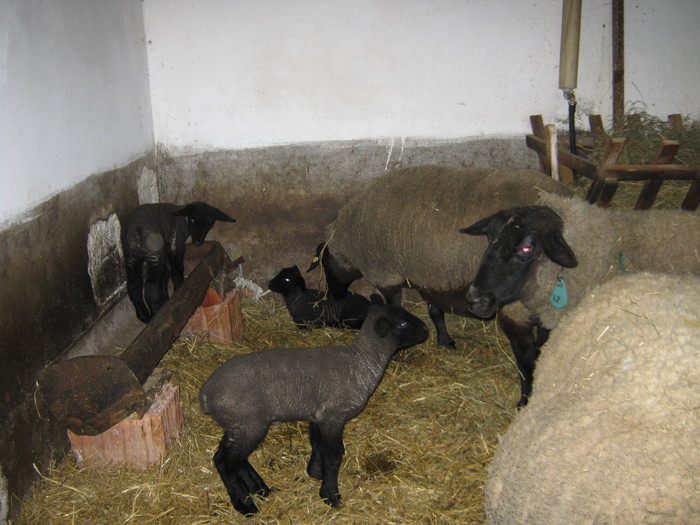 miei si oi suffolk in ungaria - schachinger wolfgang europa meister