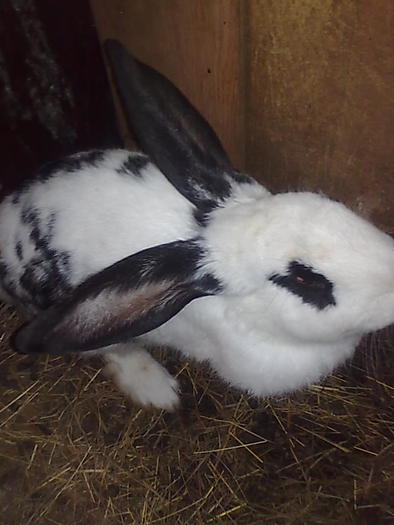 mascul; iepuroi fluture
