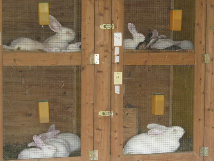 mähringer-hase 003 - Mahringer Franz campion Austria 2010
