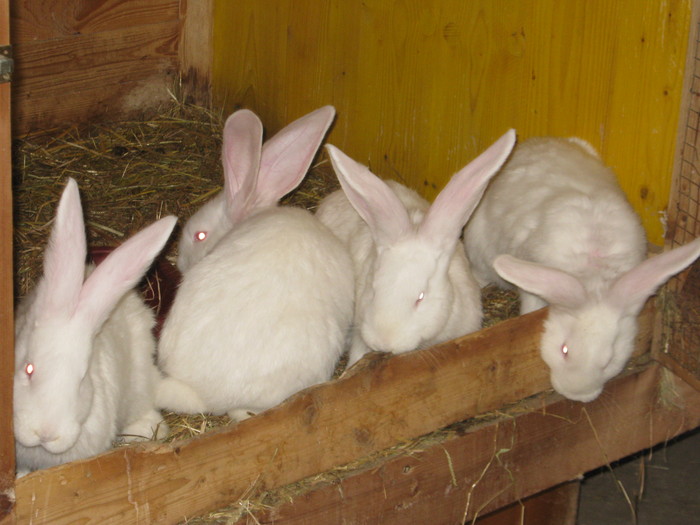 mähringer-hase 026