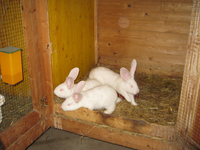 mähringer-hase 029