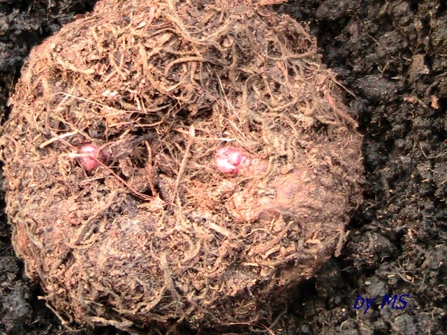 12.03.11; bulb begonia rosie
