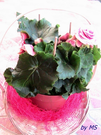 b.roza - BEGONIA-11