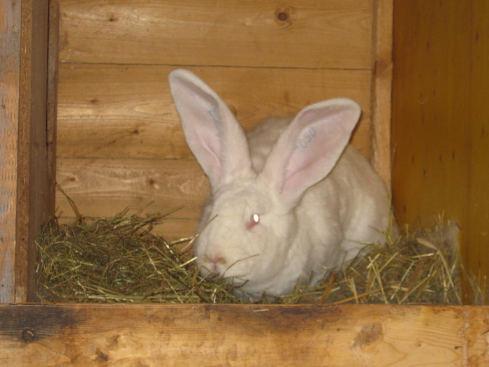 campioana nationala -Wels 2011