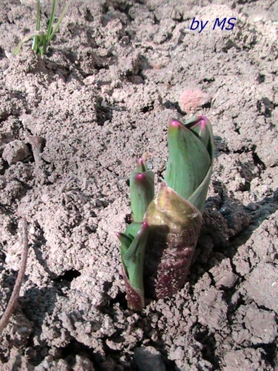 Allium christophii; 12.03.11
