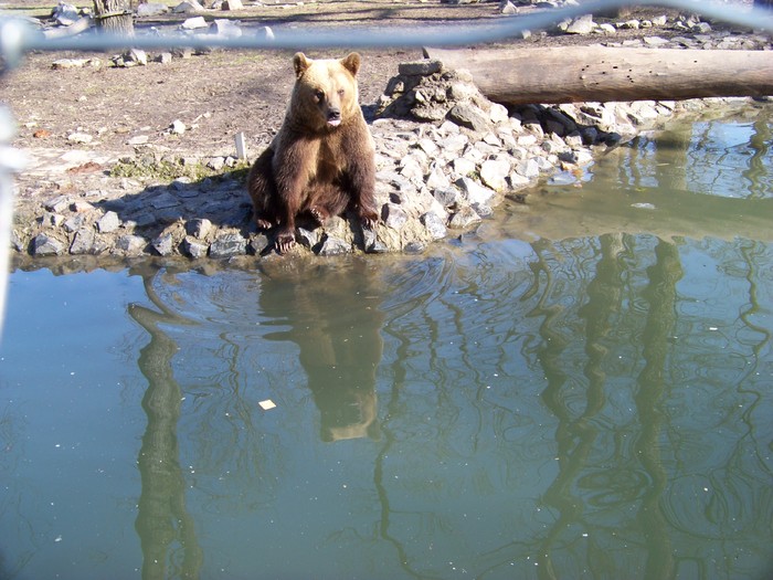 Unknown000077 - Ursi