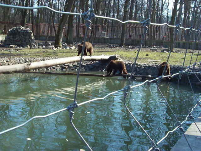 Unknown000090 - Ursi