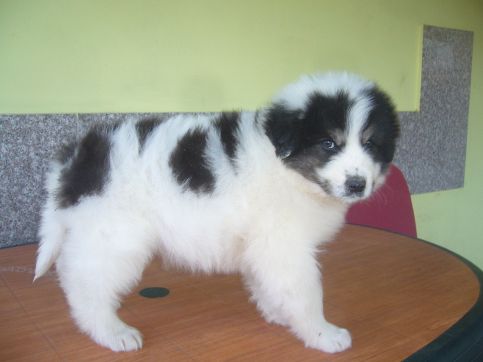 ROKY DE PLAI VRANCEAN-6 sapt - f-PUIUTI CARE S-AU NASCUT IN CANISA
