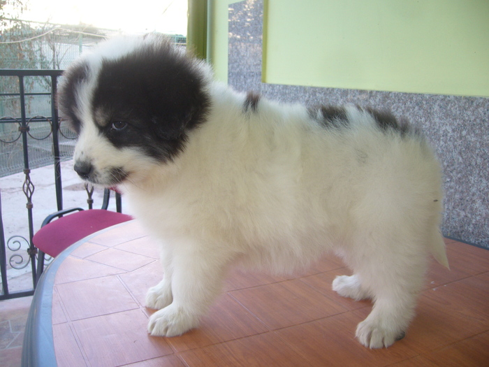 ROKY DE PLAI VRANCEAN-6 sapt - f-PUIUTI CARE S-AU NASCUT IN CANISA
