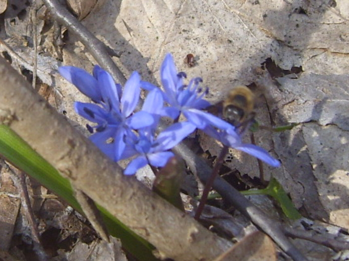 IMG_1731 - albine  flori si polen- bees flowers and polen