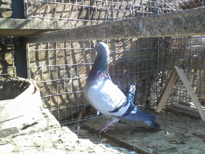 femela 2008 - porumbei mei