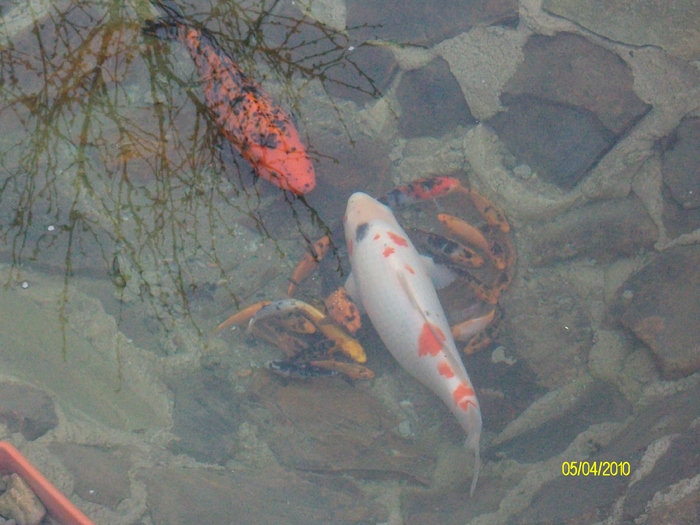 IMGP1312 crap koi japonez - iazul crapi koi si carasii 2011