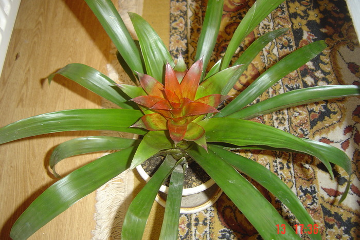 Picture 909 - GUZMANIA