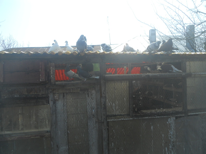 corespondenta 016 - 1804 Florin Manolache