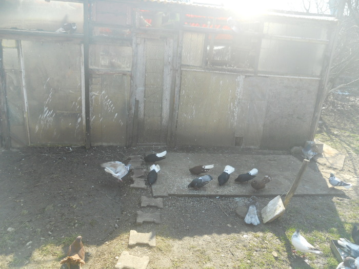 corespondenta 027 - 1804 Florin Manolache