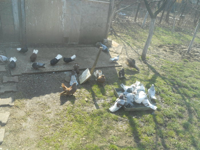 corespondenta 028 - 1804 Florin Manolache