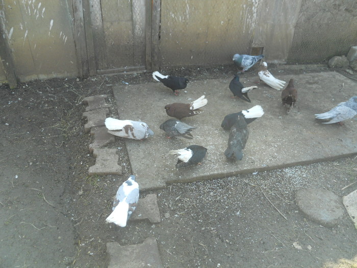 corespondenta 029 - 1804 Florin Manolache