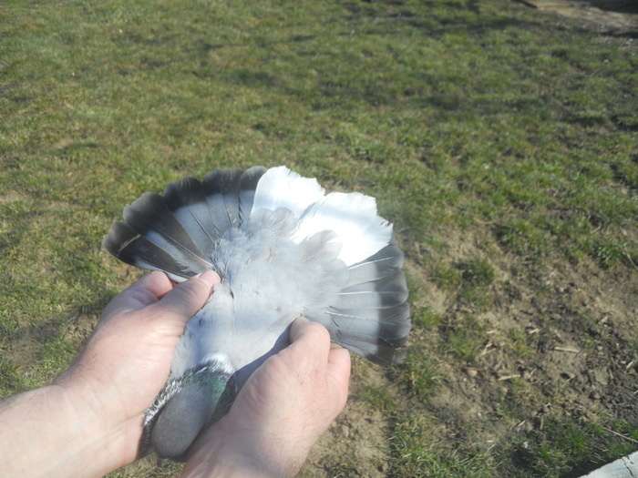 corespondenta 030 - 1804 Florin Manolache