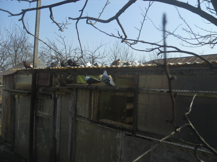 corespondenta 036 - 1804 Florin Manolache