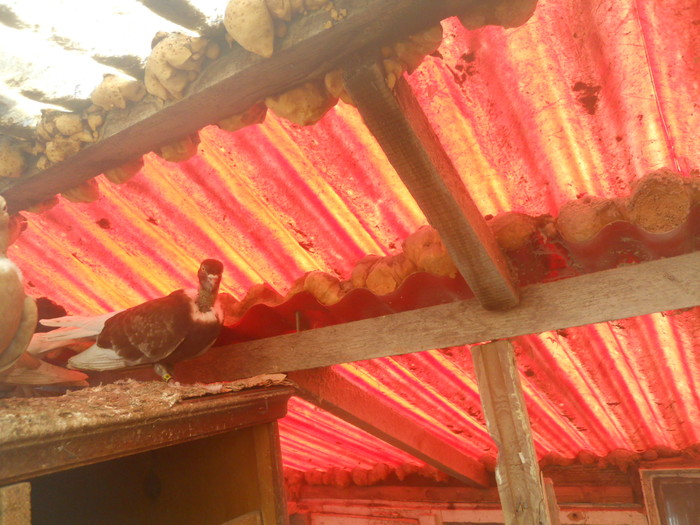 corespondenta 050 - 1804 Florin Manolache