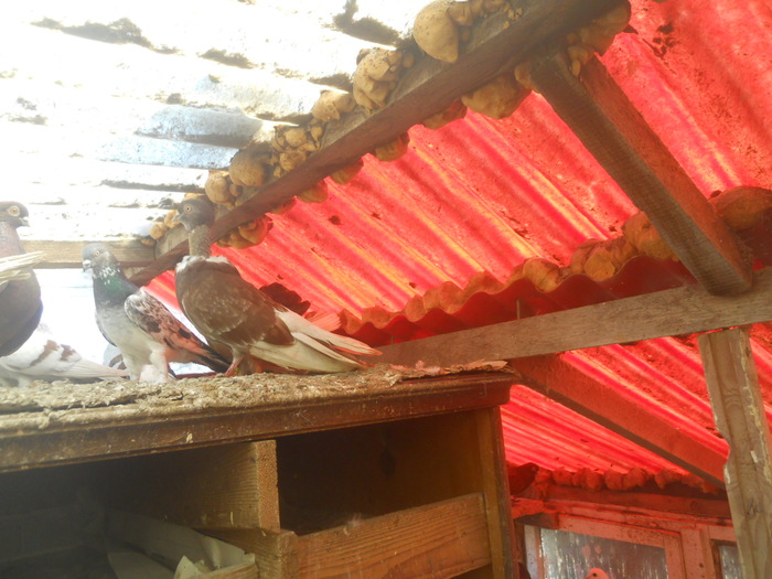 corespondenta 051 - 1804 Florin Manolache