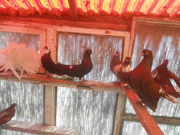 corespondenta 054 - 1804 Florin Manolache