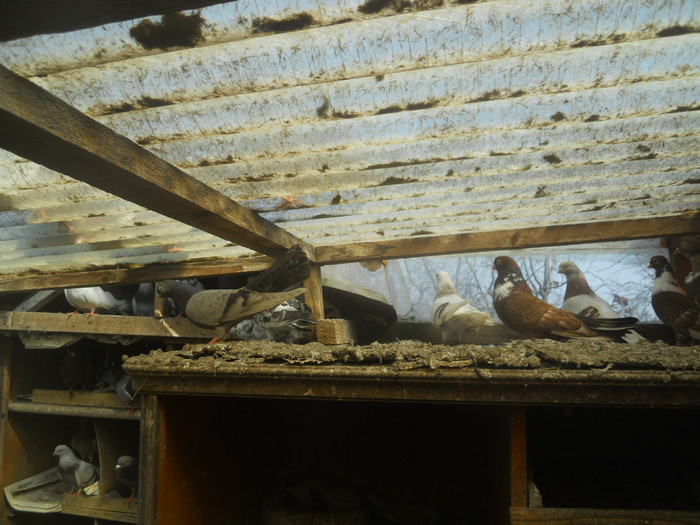 corespondenta 055 - 1804 Florin Manolache