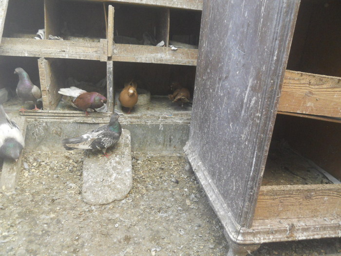 corespondenta 065 - 1804 Florin Manolache