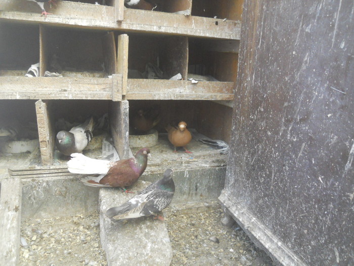 corespondenta 066 - 1804 Florin Manolache