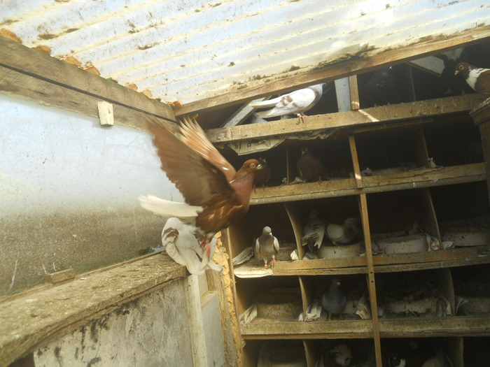 corespondenta 067 - 1804 Florin Manolache