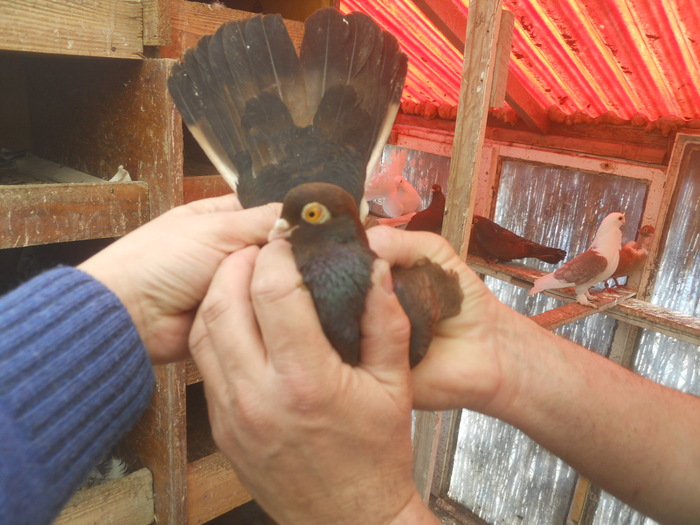 corespondenta 081 - 1804 Florin Manolache