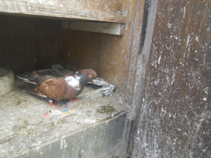 corespondenta 084 - 1804 Florin Manolache