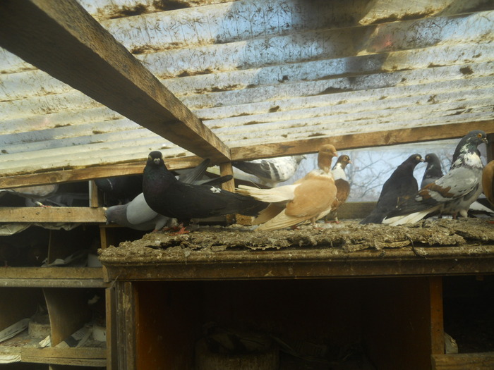 corespondenta 086 - 1804 Florin Manolache