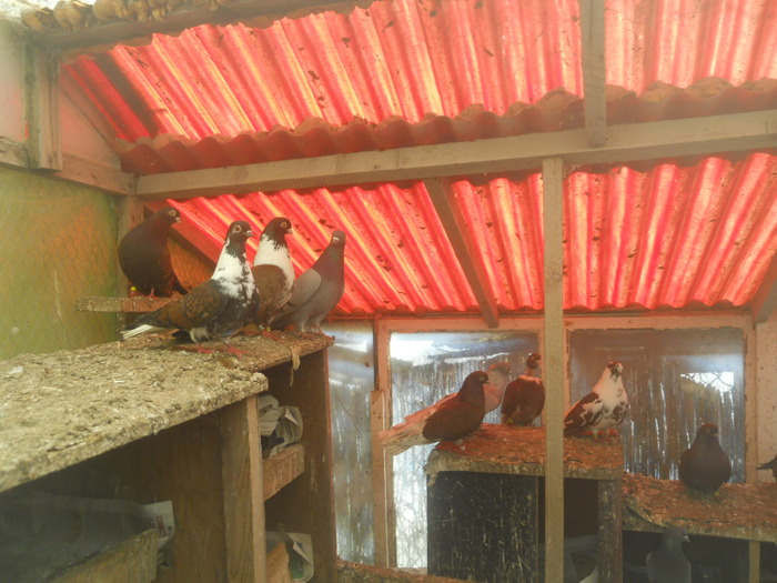 corespondenta 089 - 1804 Florin Manolache