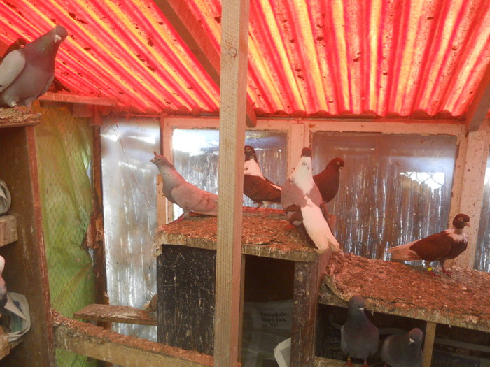 corespondenta 093 - 1804 Florin Manolache