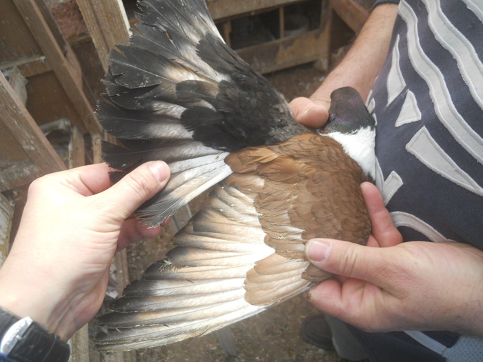 corespondenta 095 - 1804 Florin Manolache