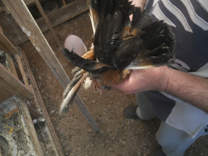 corespondenta 096 - 1804 Florin Manolache