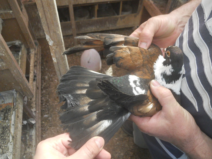 corespondenta 098 - 1804 Florin Manolache