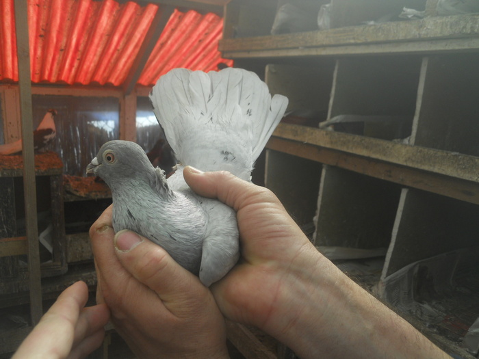 corespondenta 099 - 1804 Florin Manolache