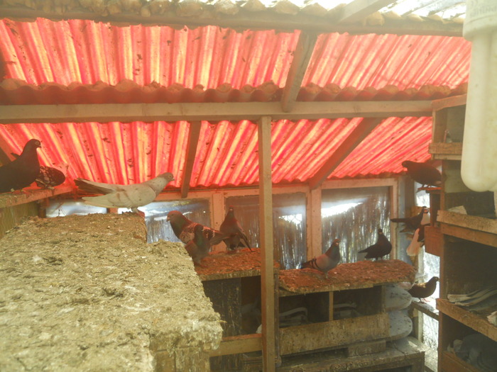 corespondenta 102 - 1804 Florin Manolache