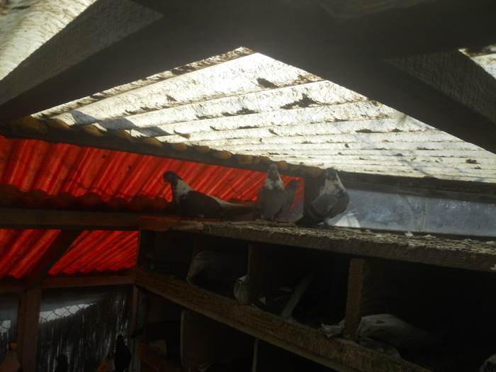 corespondenta 104 - 1804 Florin Manolache