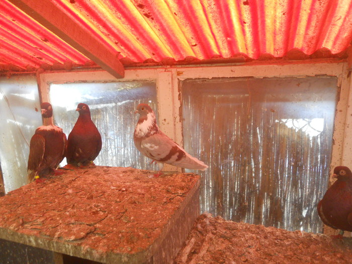 corespondenta 111 - 1804 Florin Manolache