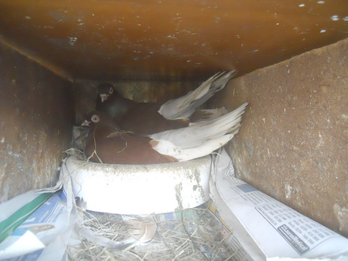 corespondenta 114 - 1804 Florin Manolache