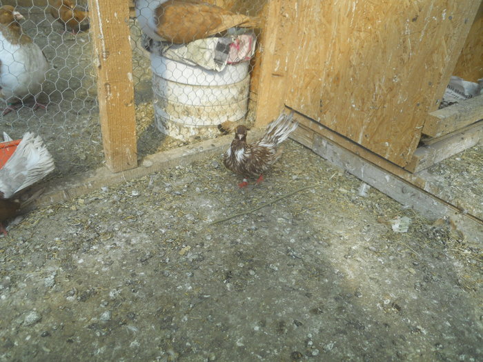 corespondenta 117 - 1804 Florin Manolache