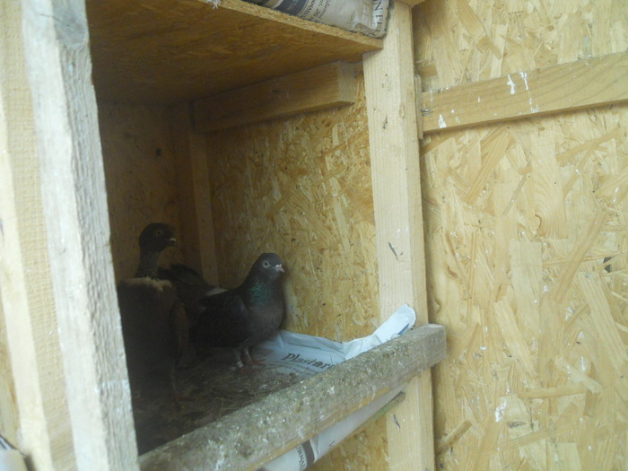 corespondenta 118 - 1804 Florin Manolache