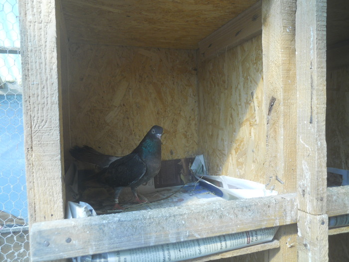 corespondenta 121 - 1804 Florin Manolache