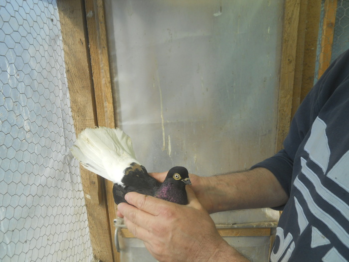 corespondenta 124 - 1804 Florin Manolache